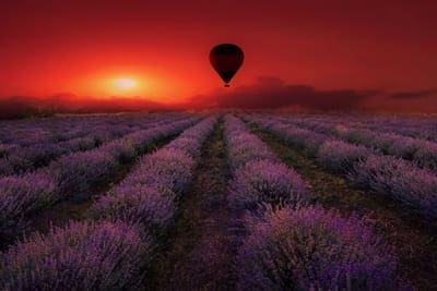 La Provenza, Relajantes Campos de Lavanda