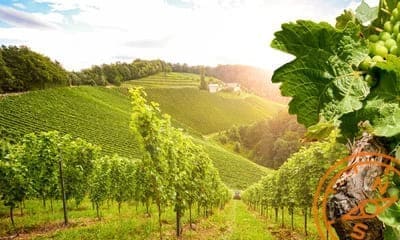 Vignoble Alain Robert